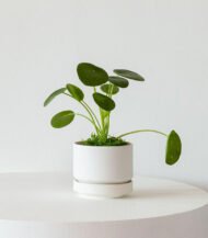 Pilea Peperomioides